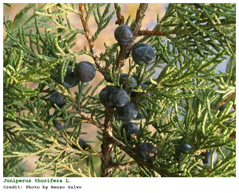 Juniperus thurifera L.